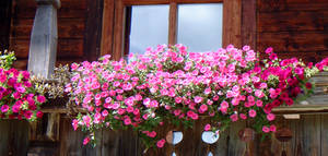 Fenster mit Blumen